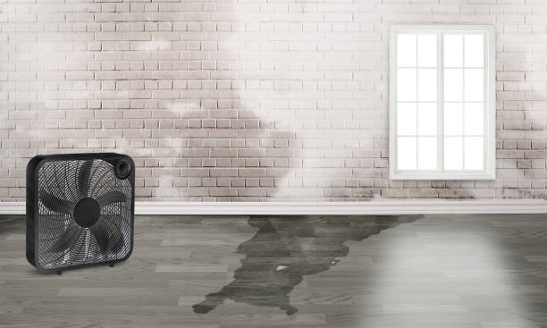 Best Carpet water damage restoration  in Roswell, GA